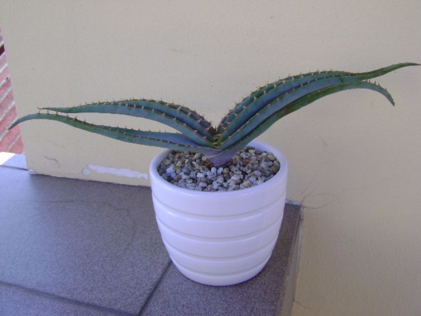 Aloe suprafoliata - Suculente 2017