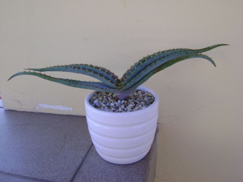 Aloe suprafoliata - Suculente 2017