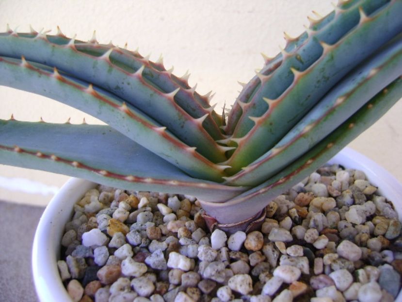 Aloe suprafoliata, detaliu - Suculente 2017