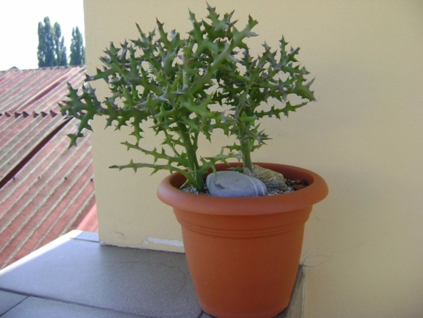 Euphorbia stenoclada - Suculente 2017