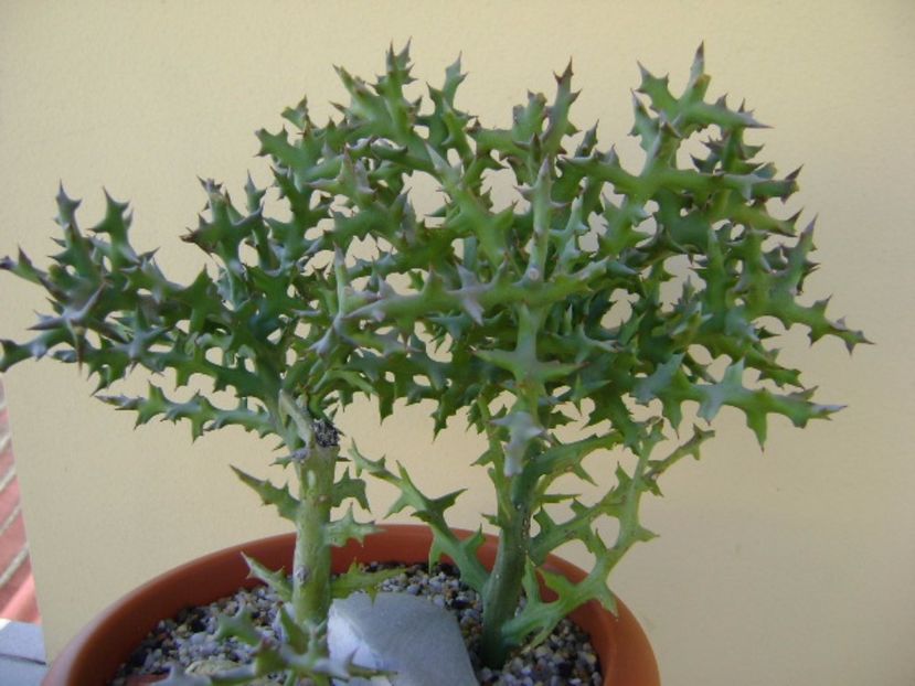 Euphorbia stenoclada - Suculente 2017