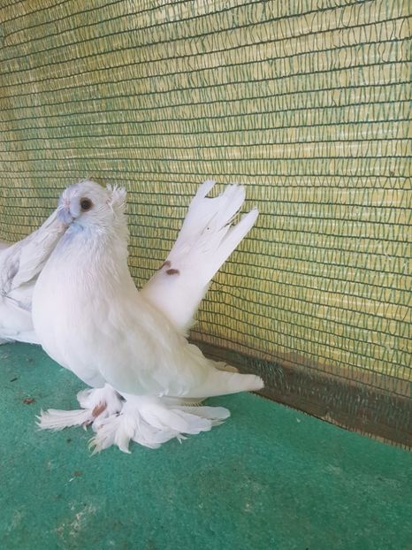 M 7454, 2016 - au fost VANDUTI