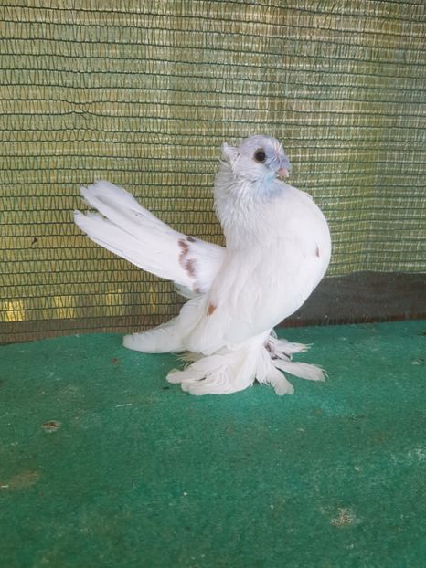 M 7454, 2016 - au fost VANDUTI