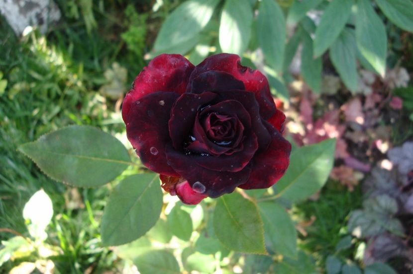  - Black Baccara
