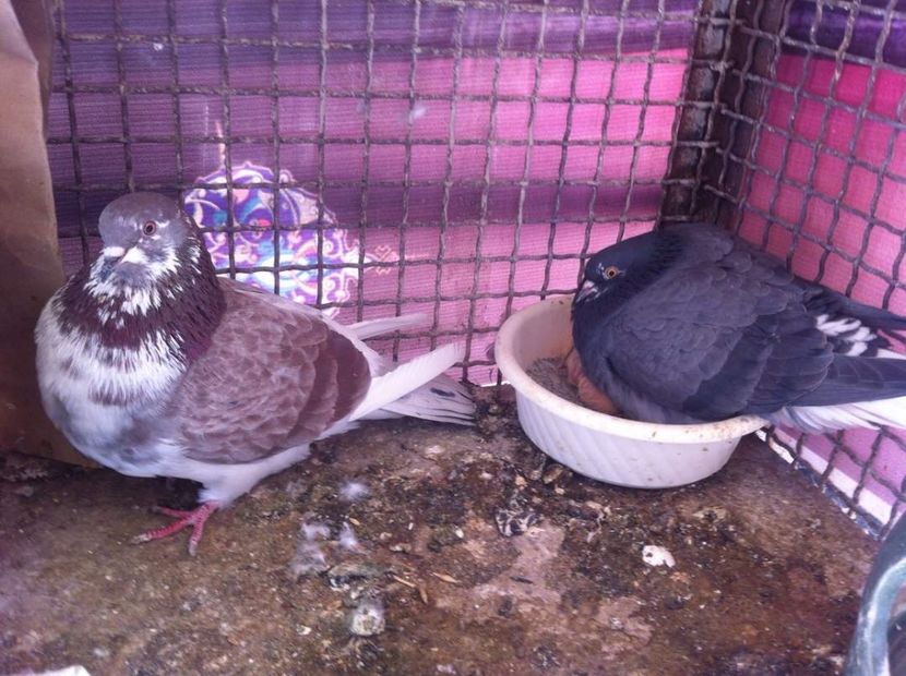  - Din elitele zburatori Iraniani rasele vechii