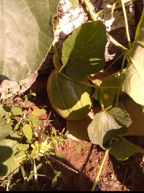  - u-Abutilio-strelitzia-cactus----flori personale