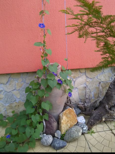  - u-Abutilio-strelitzia-cactus----flori personale