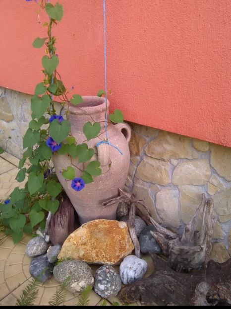  - u-Abutilio-strelitzia-cactus----flori personale