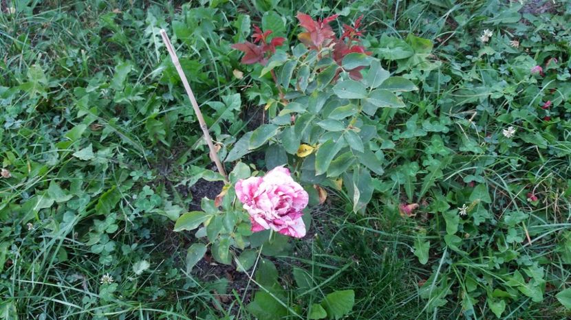 1503810903258-1253747695 - Henri Matisse