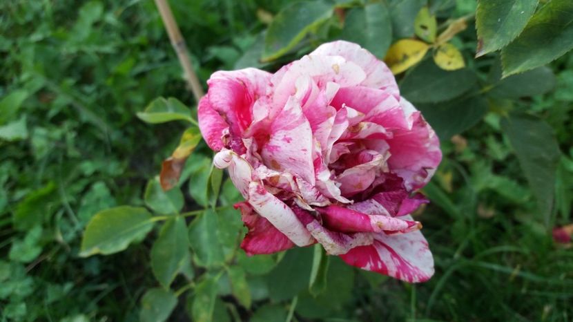 1503810914899-2077301112 - Henri Matisse