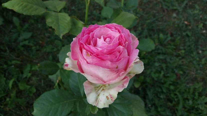  - Dimov 85-posibil Princess de Monaco