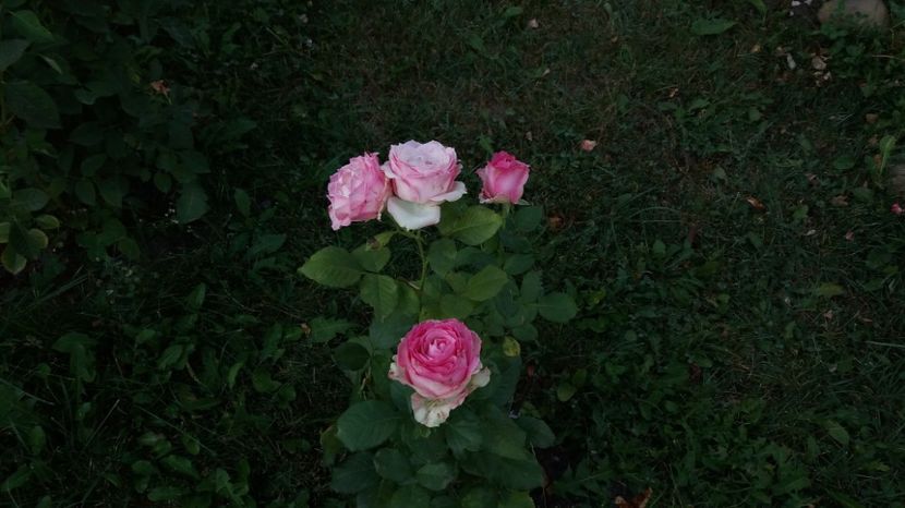 1503811121290-1518326091 - Dimov 85-posibil Princess de Monaco