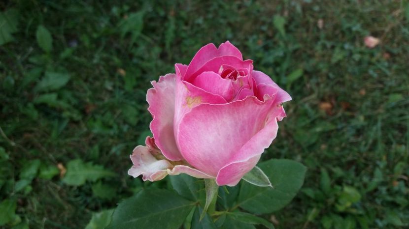  - Dimov 85-posibil Princess de Monaco