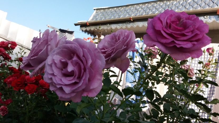 1503811281123-1223356241 - Violette Parfumee