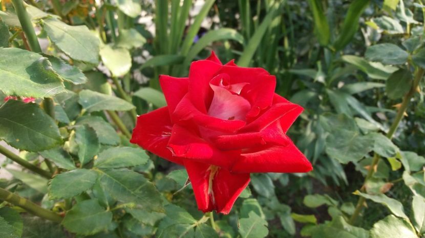 1503811361044-176214367 - Allianz