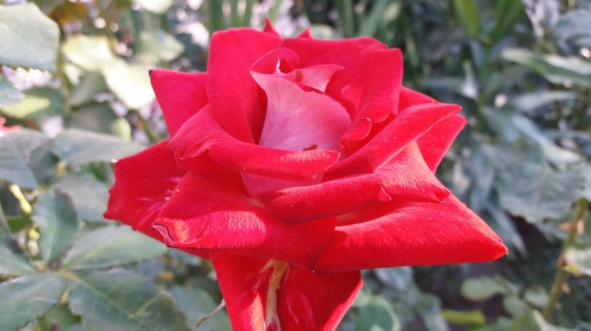 1503811375448-674294096 - Allianz