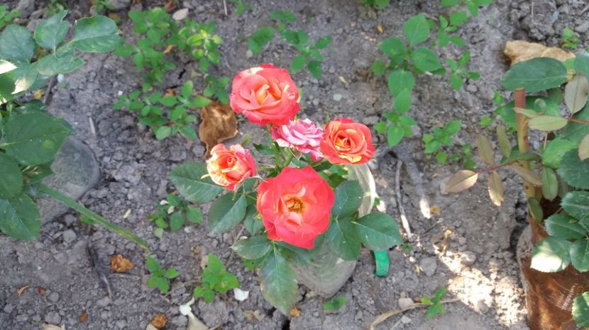 1503811856580-1202855692 - Fire Flash