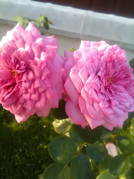  - Dourance de Ancien