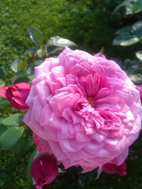  - Dourance de Ancien