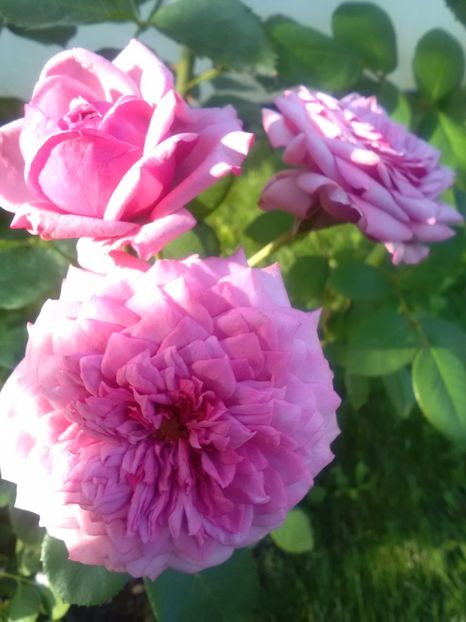  - Dourance de Ancien