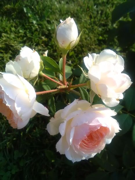  - Stephanie Baronin zu Guttenberg