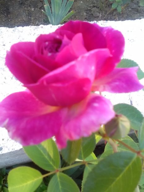  - Parfum Flower Circus