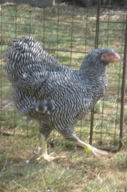  - WYANDOTTE BARAT 2017 - ARHIVA