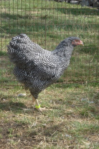  - WYANDOTTE BARAT 2017 - ARHIVA