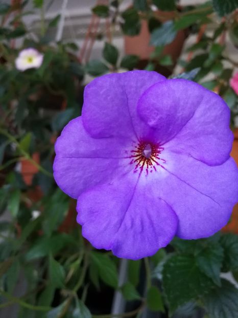 - Iona - iesit din colectie
