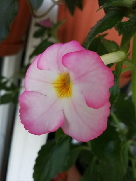  - Achimenes 2017