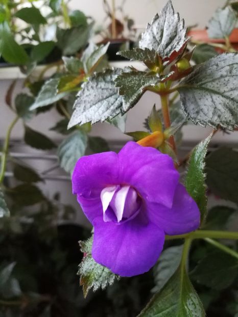  - Achimenes 2017