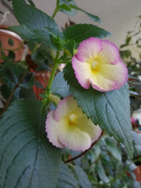  - Achimenes 2017