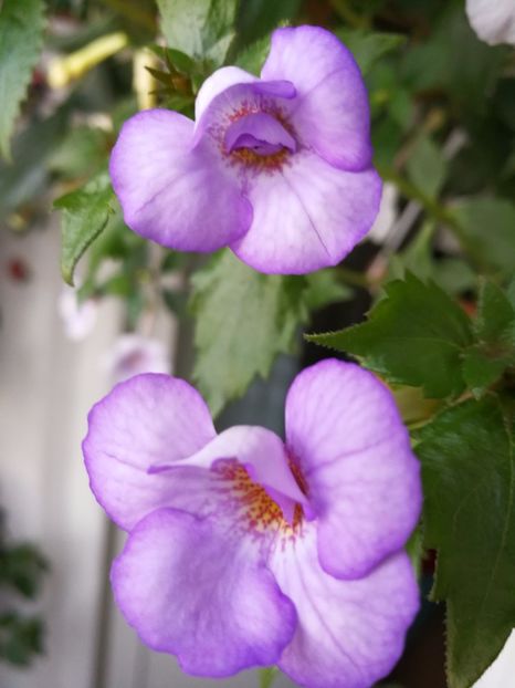  - Achimenes 2017