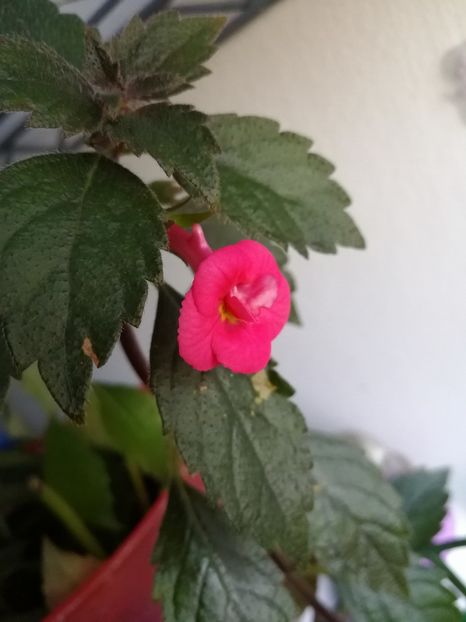  - Achimenes 2017