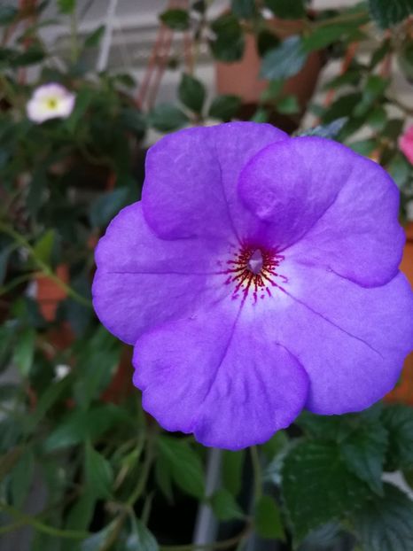  - Achimenes 2017