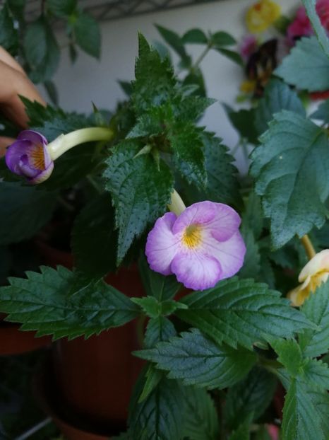  - Achimenes 2017
