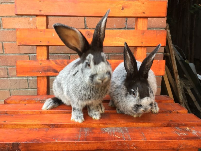 2M 2 kg in 27.08.17 - 1 Cuib 22-06-2017 - 2 pui