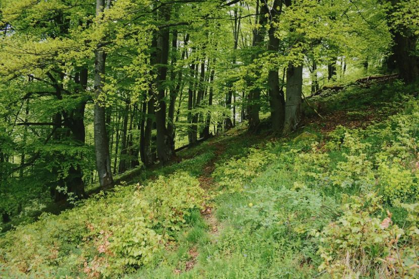  - Photo 08 - Vara