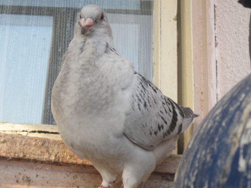 M - PUII 2017 DIN LA FABRICA