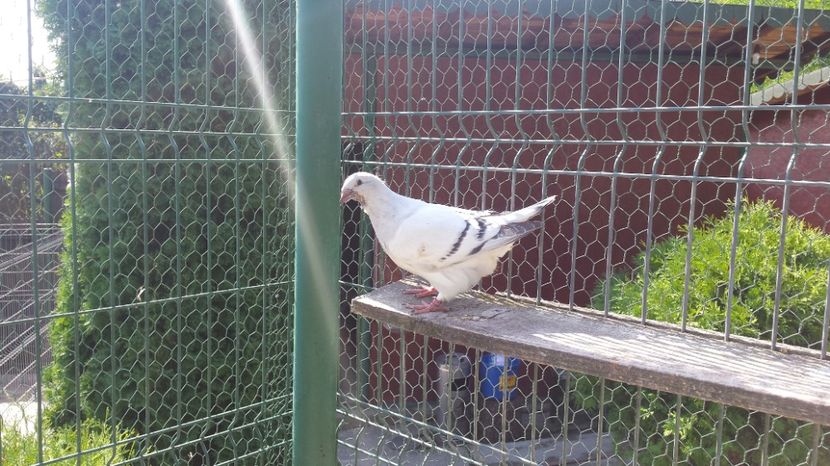 F-2017-6604 - 0-VRdF-26-05-2015-03-01-2017