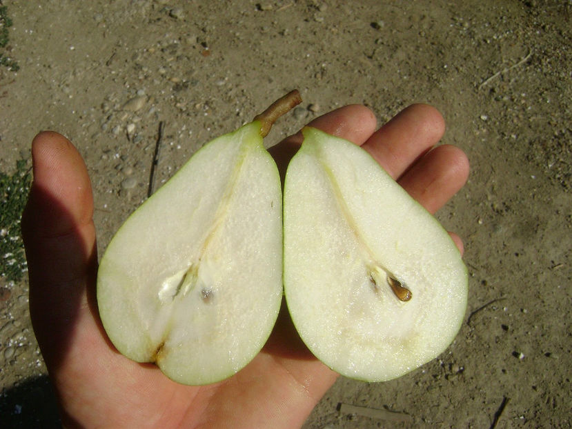 Pere Coscia 2017 7 - Par Coscia