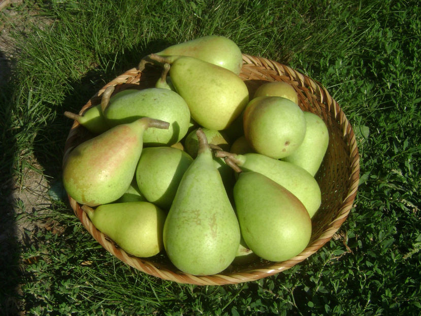 Pere Coscia 2017 1 - Par Coscia