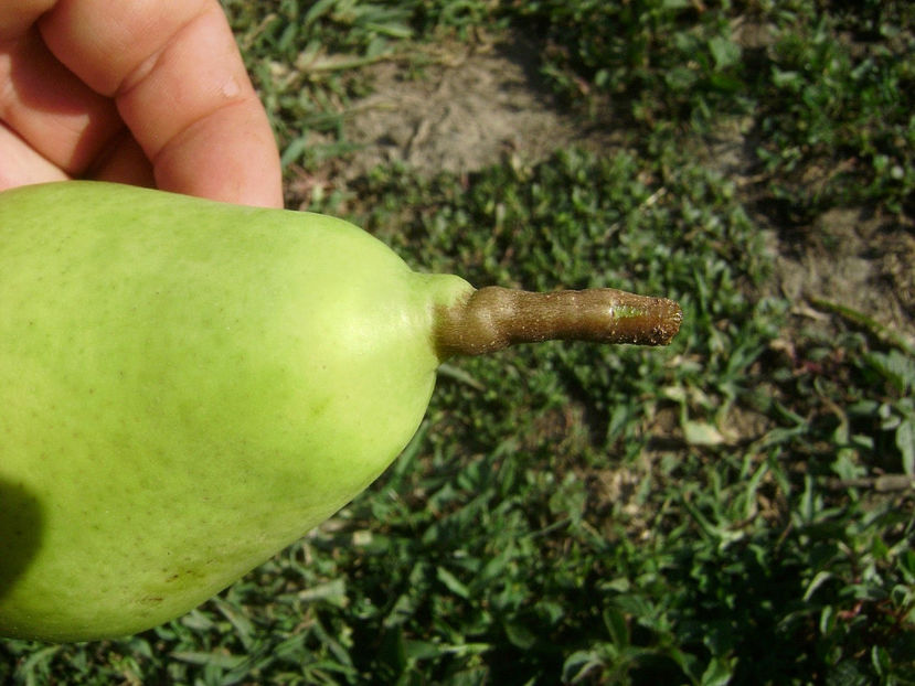 Pere Coscia 2017 6 - Par Coscia