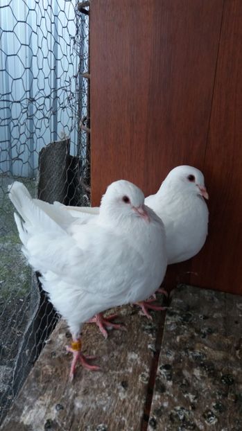 vanduti - De vanzare kingi