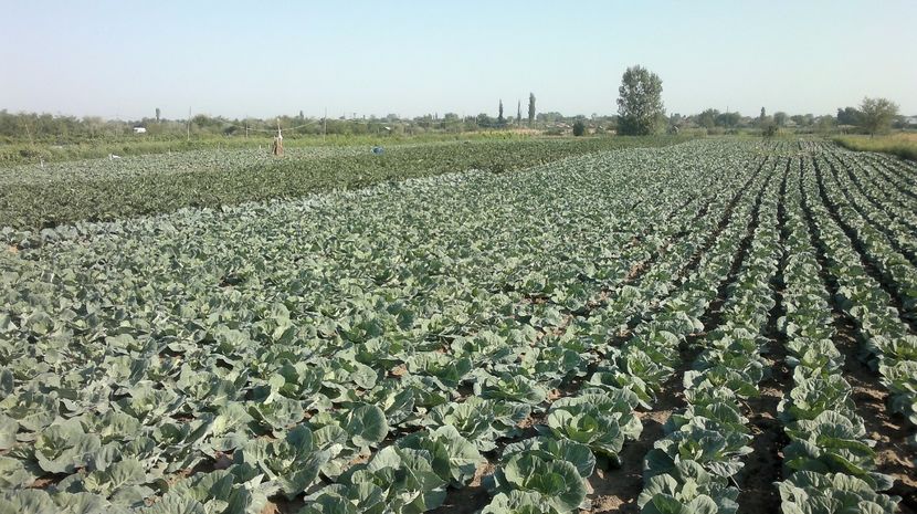 varza plantata pe 29 iulie - legumicultura --ocupatia mea