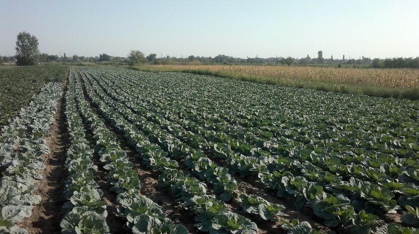  - legumicultura --ocupatia mea