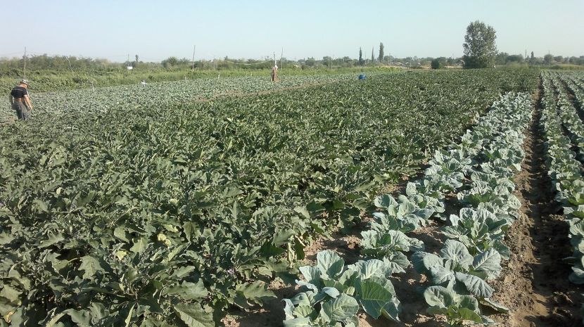  - legumicultura --ocupatia mea