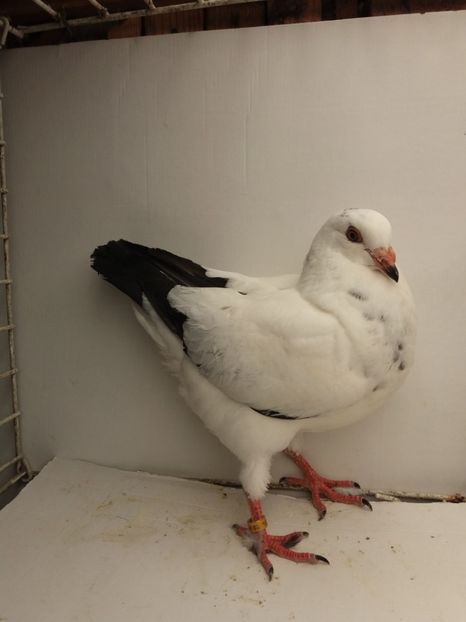 M 2017 vandut - De vanzare kingi