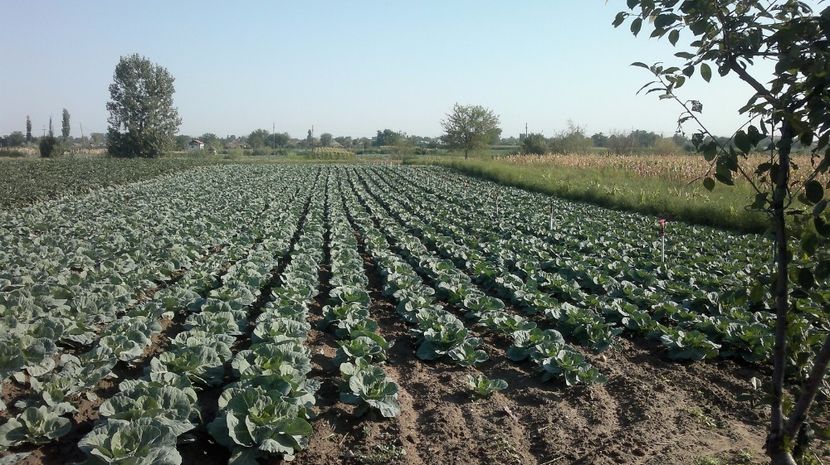  - legumicultura --ocupatia mea