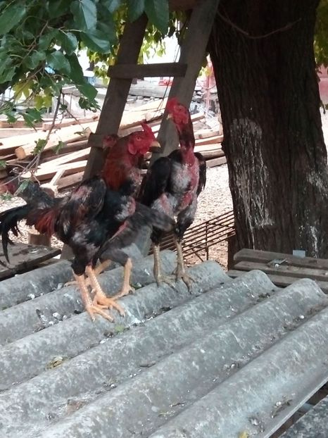  - Combatante  shamo 2017